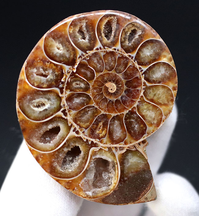 断面の美しさにご注目！およそ1億年前のアンモナイト、デスモセラス