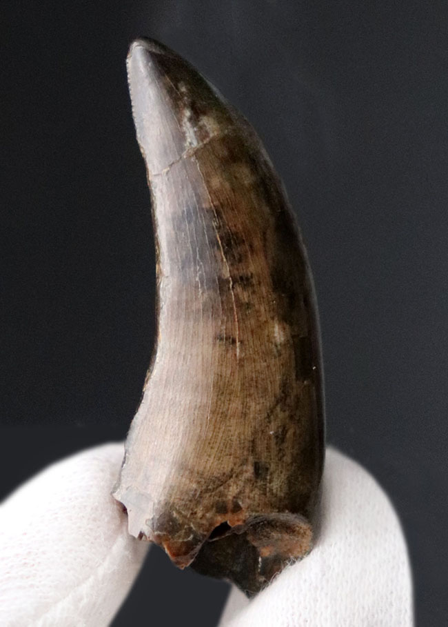 非常に美しいエナメル質とフォルム！幻の恐竜、ナノティラヌス