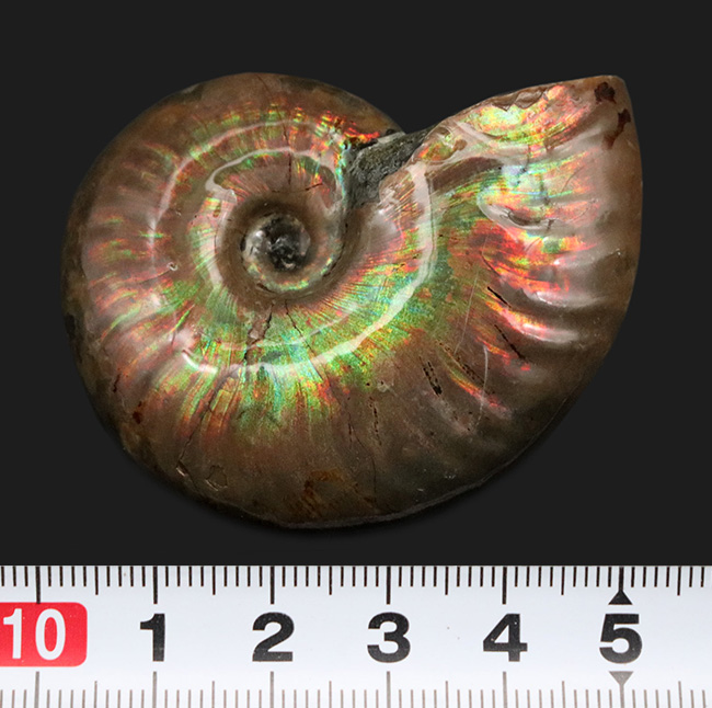 化石セブンクオリティ！極上のイリデッセンスを有する、マダガスカル産