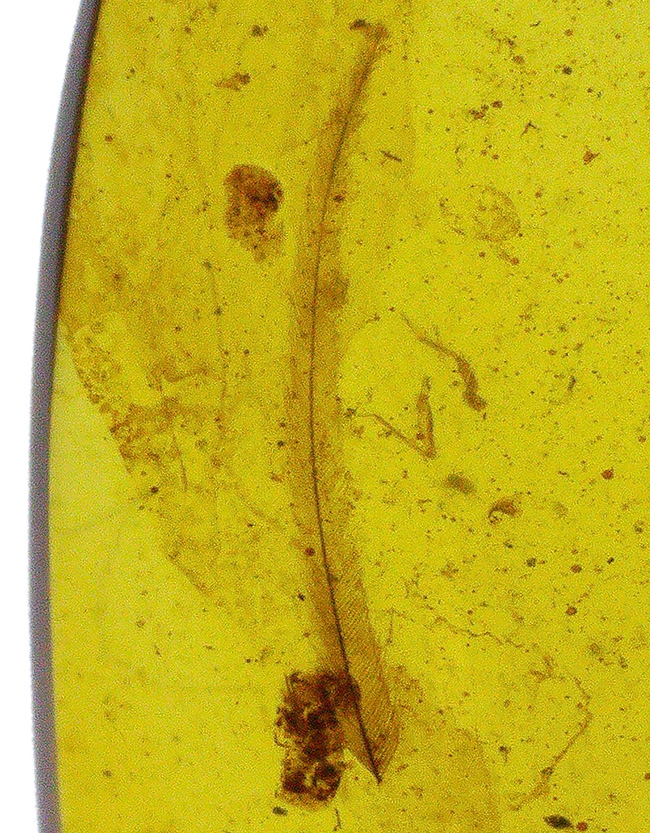 夢とロマンが詰まった1億年前の琥珀！なんと羽毛を内包したミャンマー