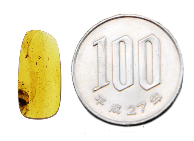 夢とロマンが詰まった1億年前の琥珀！なんと羽毛を内包したミャンマー