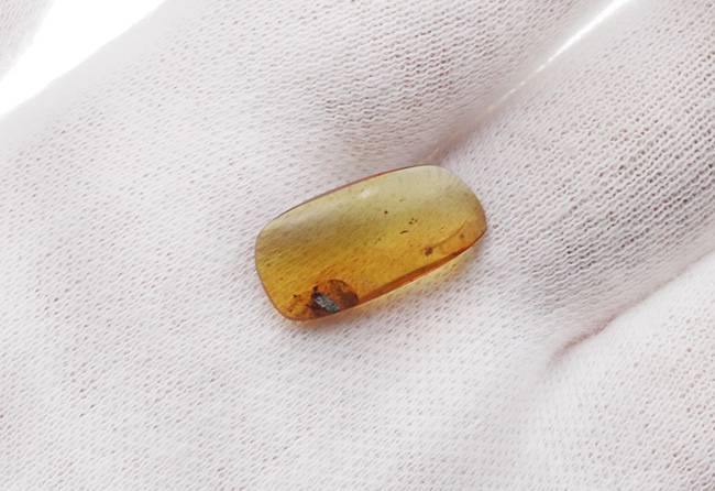 夢とロマンが詰まった1億年前の琥珀！なんと羽毛を内包したミャンマー