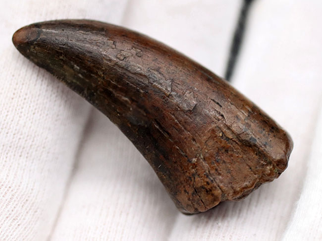 レア＆ナチュラル！ティラノサウルス科の希少属、ゴルゴサウルス