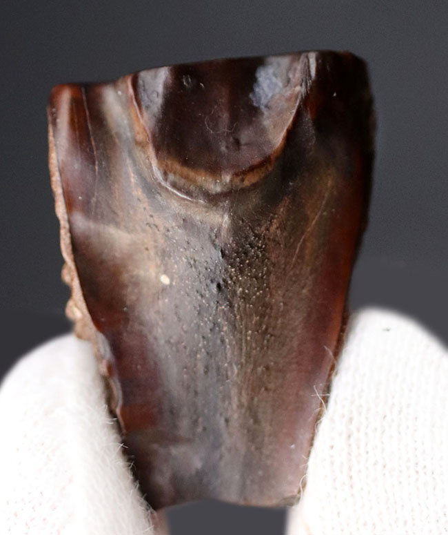 ナイスサイズ！典型的な特徴が観察できるあの有名恐竜、トリケラトプス