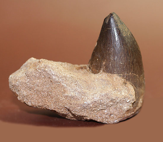 陸から海に戻った巨大トカゲ、モササウルスの巨大歯。骨化石が一部露呈