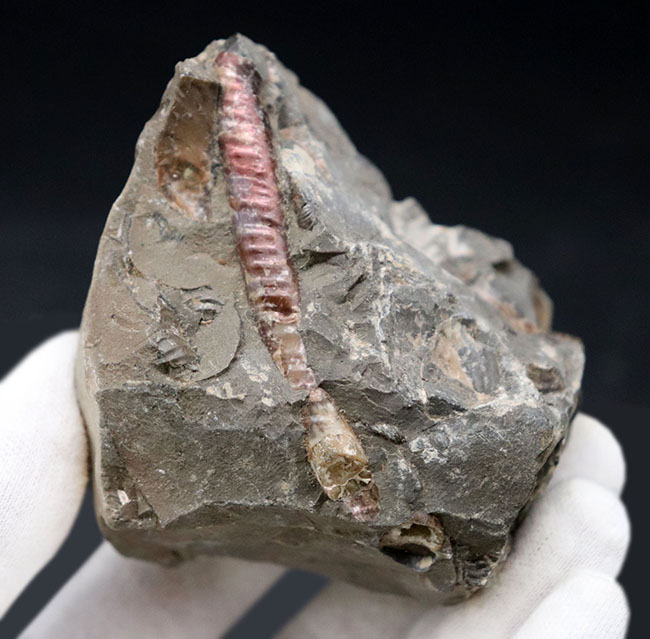 珍しい！遊色層が保存された、北海道産の異常巻きアンモナイト