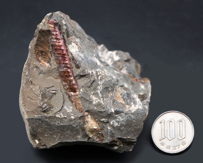 珍しい！遊色層が保存された、北海道産の異常巻きアンモナイト