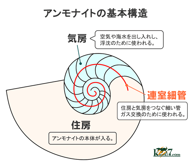 威風堂々、直径最大部31センチ、14.5kgという驚愕のサイズ！北海道の白
