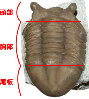 三葉虫の大疑問・質問 | 恐竜化石に関するコラム【三葉虫,アンモナイト