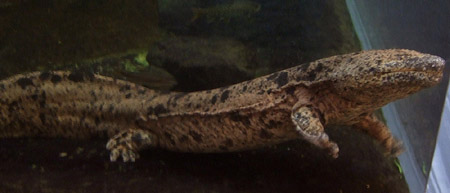 ブランキオサウルス 化石 販売