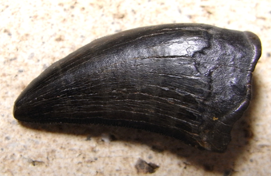 ナノティラヌスの歯 恐竜 販売