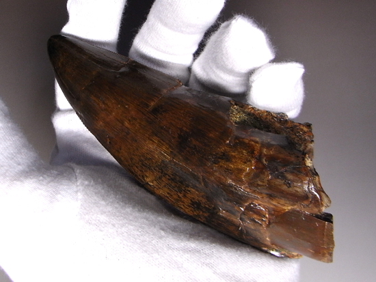 恐竜 パロニコドン [DS402] 歯 化石 希少 レア 恐竜 パロニコドン