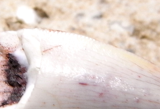 コエロフィシスの歯 恐竜 販売