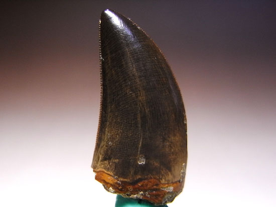 ティラノサウルスの幼体か！？ナノティラヌスの歯 恐竜 販売