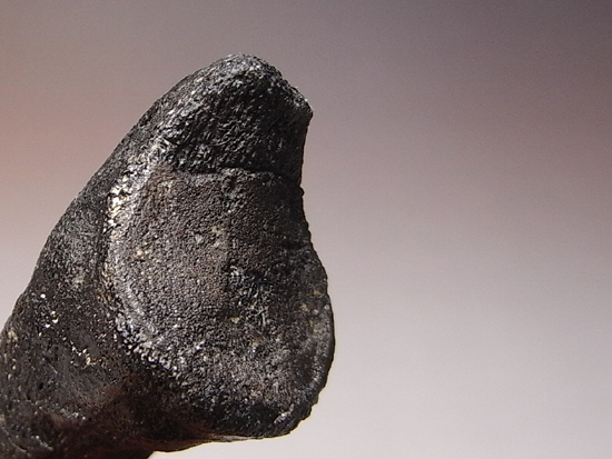 アロサウルスの爪化石(フットクロー) 『megalodonさん専用