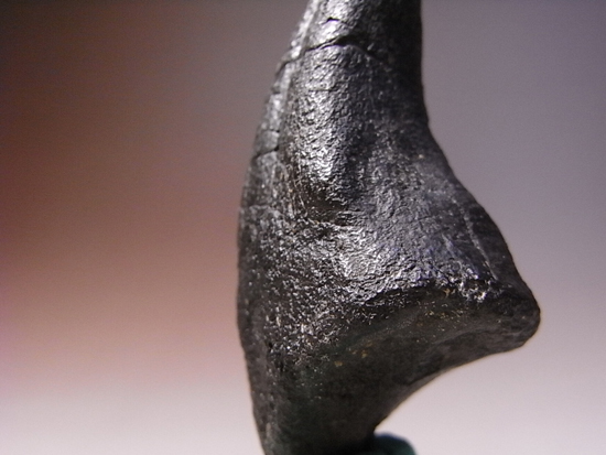 アロサウルスの爪化石(フットクロー) 『megalodonさん専用