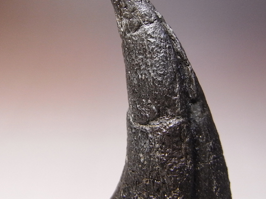 アロサウルスのフットクロウ 恐竜 販売