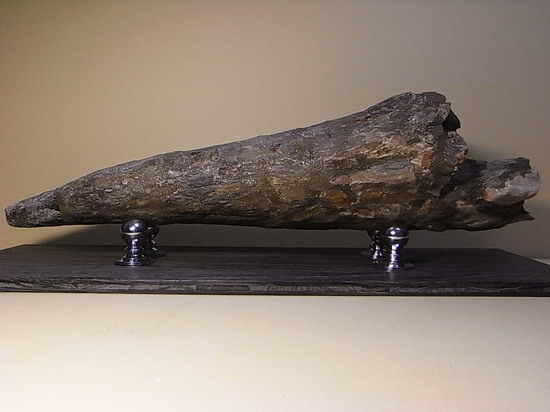 世界最高レベルの品質：トリケラトプスのツノ化石 トリケラトプス 販売