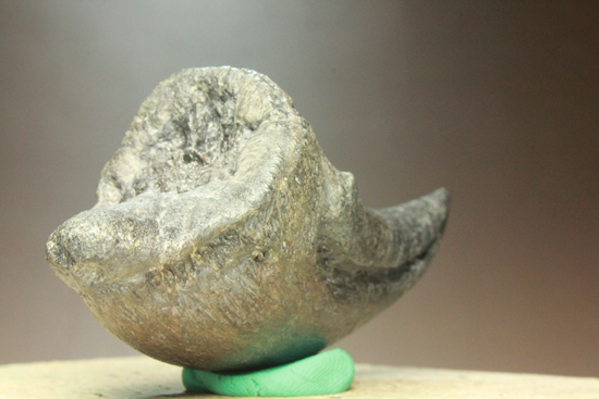 レプリカと間違えるほどの超絶美麗なアロサウルスのフットクロウ 恐竜 販売