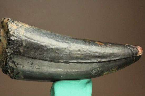 最大級65mmのサルコスクスの美歯 希少なニジェール産!!! 恐竜も恐れた