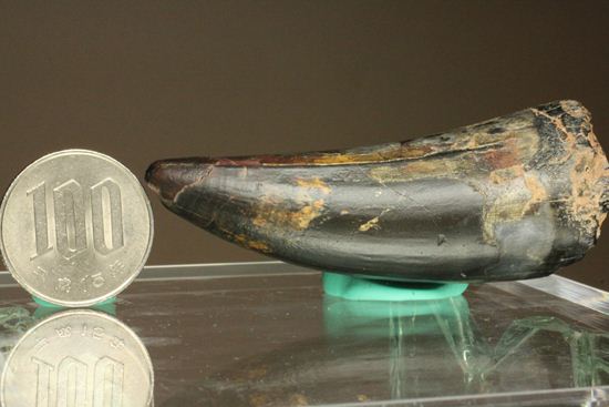 最大級65mmのサルコスクスの美歯 希少なニジェール産!!! 恐竜も恐れた