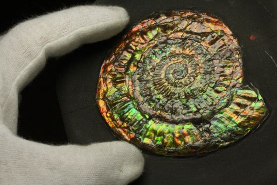 最高級の輝きカロセラス・ジョンストニ（Caloceras Johnstoni）マルチ