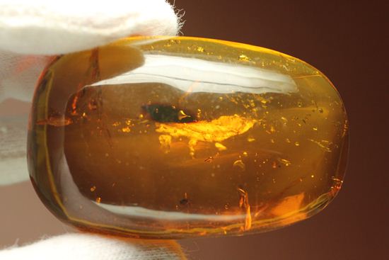 ジェラシックパークの初期作品を思い出す！虫入り琥珀！蚊のような昆虫