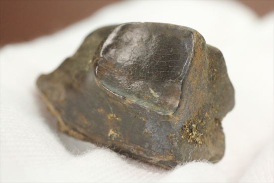 白亜紀の草食恐竜トリケラトプスの歯化石(Triceratops) 恐竜 販売