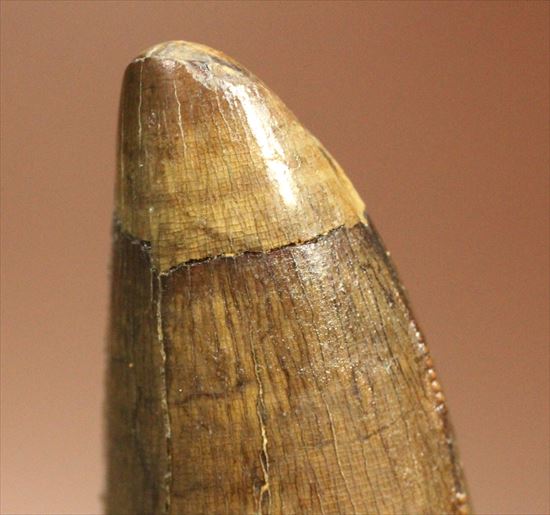 美麗で頑強！レックスの近縁種ダスプレトサウルスの大型歯化石