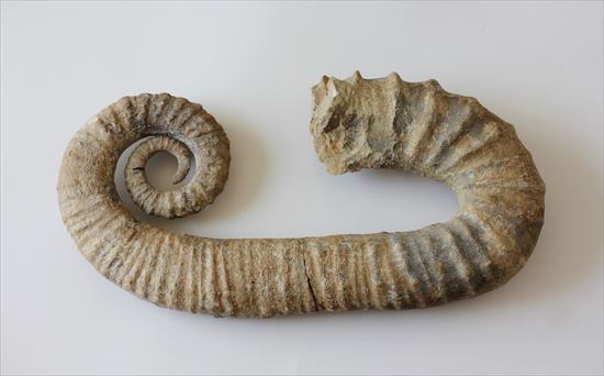 超一級品！50cm！モロッコ産異常巻きアンモナイト、アンキロセラス