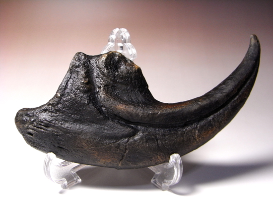 ジュラ紀の地上最強：アロサウルスの巨大かぎ爪のレプリカ レプリカ 販売