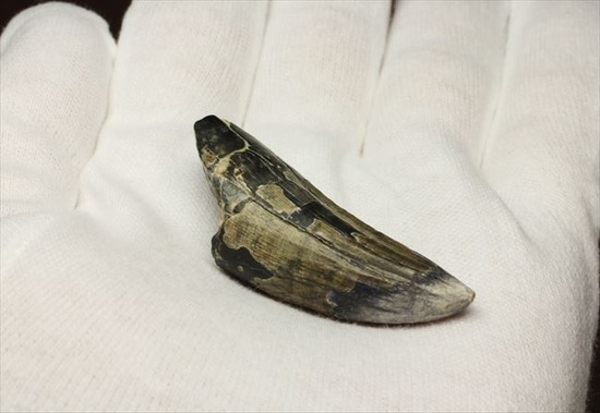 希少性高い！！滅多に入手できないスコミムスの頑丈歯化石。レア産地の