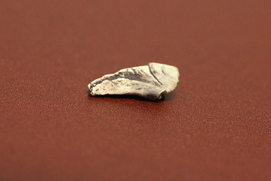 恐竜が現れる前の食物連載の頂点にいたディメトロドンの爪化石 化石 販売