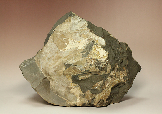 異常巻きアンモナイト、北海道産ポリプチコセラス アンモナイト 販売