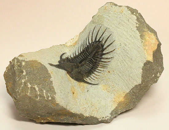 レア種の代表格！三葉虫シコピゲ 三葉虫 販売