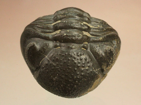 複眼はルーペで見るべし！防御態勢の三葉虫ファコプス 三葉虫 販売