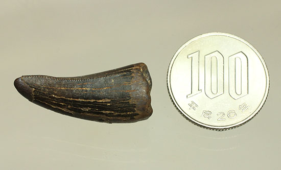 野太い！食物連鎖の頂点に君臨していたダスプレトサウルスの太い歯化石