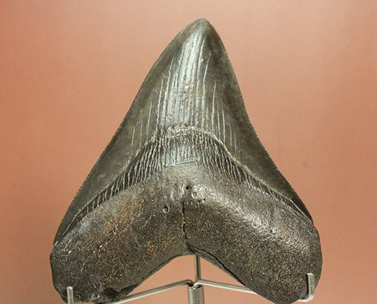 ロマンたっぷりのブラックメガロドンの上質な歯化石 サメ 販売
