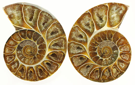 アンモナイト 化石 最高品位 レア産地 標本 鉱物 - メルカリ