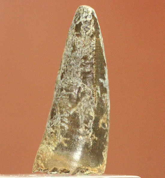 堂々とした威厳ある形、根本から先端までずっと太い