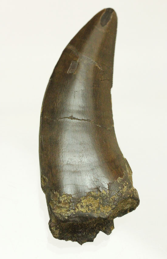 流れるような弧を描く、良形のティラノサウルス・レックスの歯化石