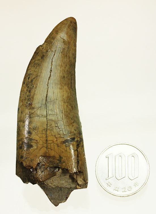 堂々たるサイズ、コレクター垂涎のダスプレトサウルスの歯化石