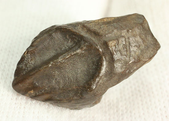 先端が欠けていない、かつ希少なダブルルートを持つトリケラトプスの歯