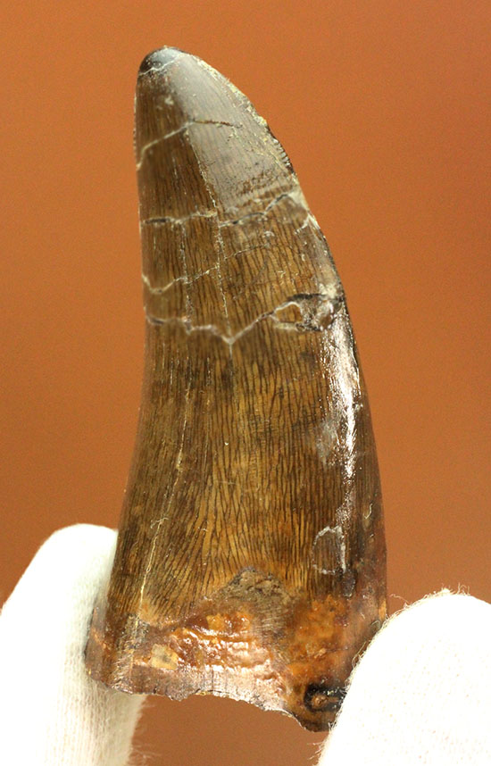 太い！周長7．7cm！ティラノサウルス・レックスの祖先とされる