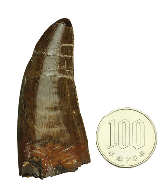 太い！周長7．7cm！ティラノサウルス・レックスの祖先とされる