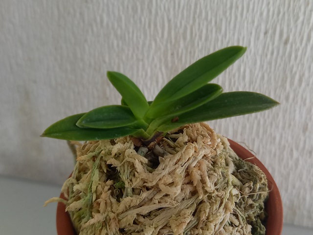 商品詳細｜布木の里 花信｜古典植物・山野草の専門店 フラワー