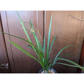 商品詳細｜布木の里 花信｜古典植物・山野草の専門店 フラワー