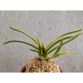 商品詳細｜布木の里 花信｜古典植物・山野草の専門店 フラワー