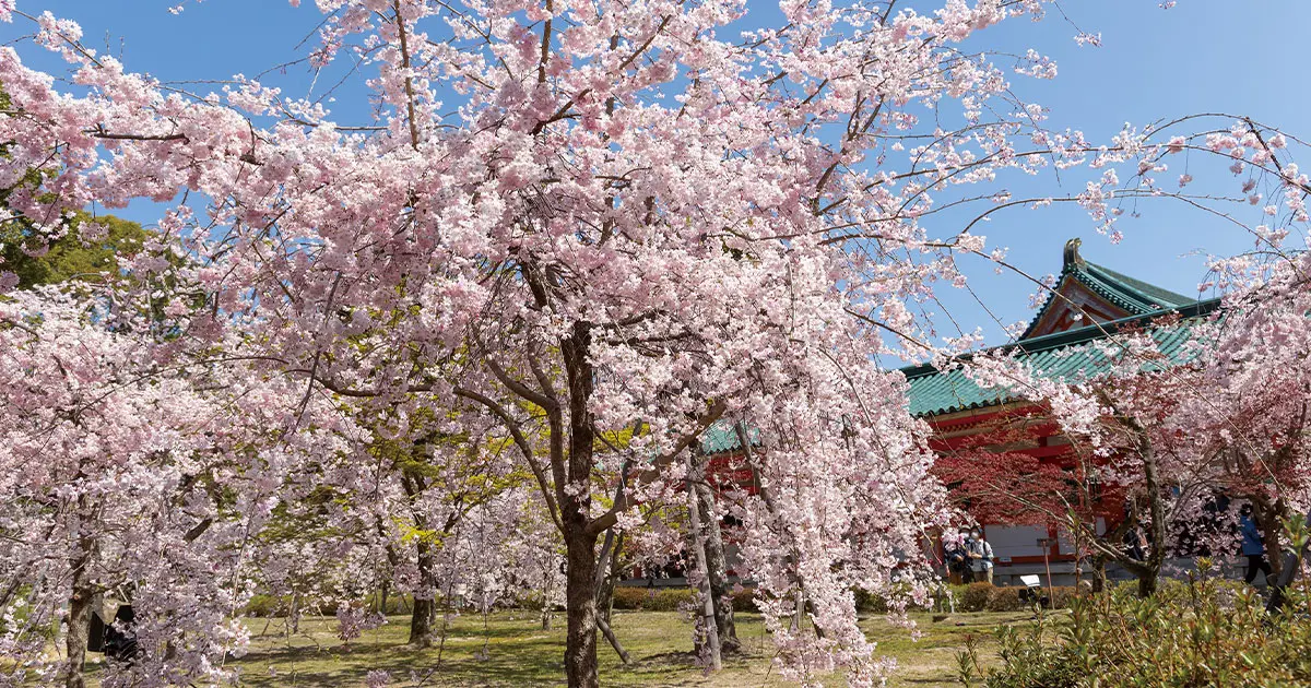 円山公園の桜 開花・ライトアップ情報 | 京都の桜 2025 | 京阪グループ