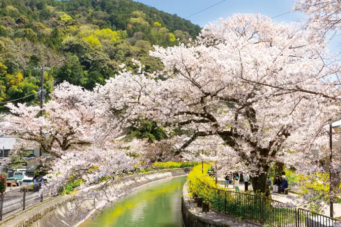 円山公園の桜 開花・ライトアップ情報 | 京都の桜 2025 | 京阪グループ